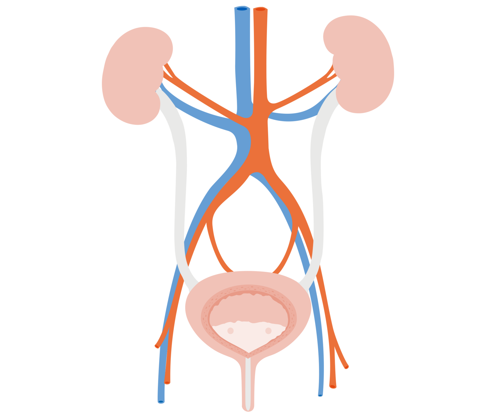 Anatomie des Harnsystems