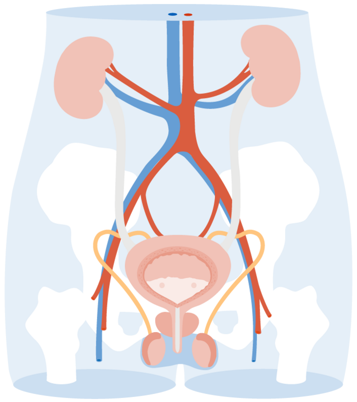 Der männliche Urogenitaltrakt, frontal