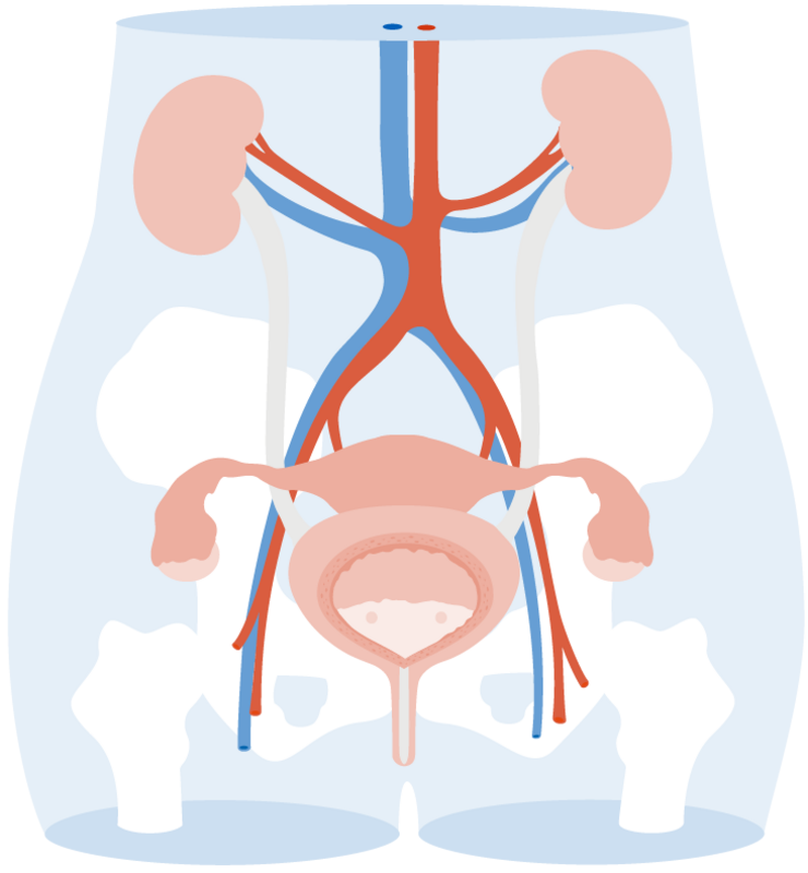 Der weibliche Urogenitaltrakt, frontal